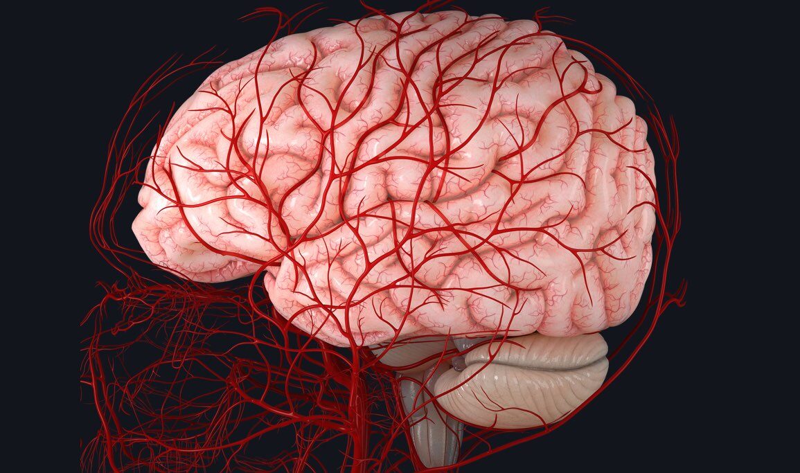 How calcium directs the blood flow in the brain’s capillaries Mental